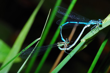 libellen paar © thomaseder