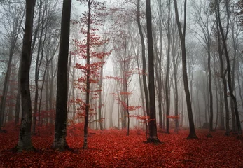 Poster Mistige herfstdag het bos in © bonciutoma