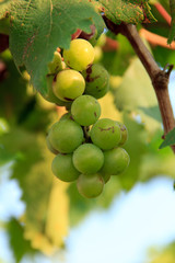 purple red grapes with green leaves on the vine. fresh fruits 