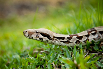Close up of Columbia boa constrictor.
