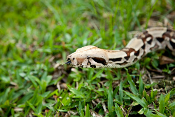 Close up of Columbia boa constrictor.