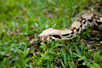 Close up of Columbia boa constrictor.