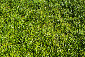 Green grass