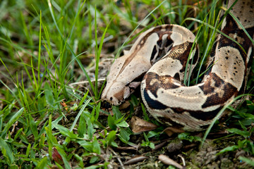 Fototapeta premium Close up of Columbia boa constrictor.