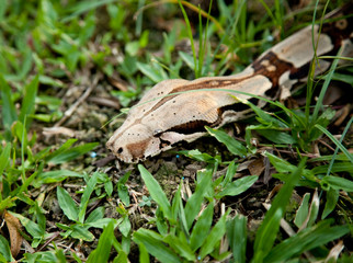 Close up of Columbia boa constrictor.