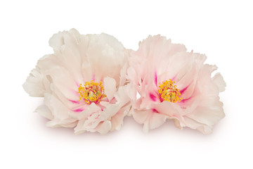 Two peony flowers on white