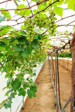 White grapes in the vineyard