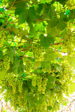 White grapes in the vineyard