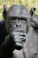 Fototapeta na wymiar Szympans