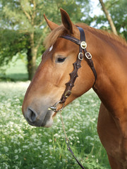 Obraz premium Suffolk Punch Head Shot
