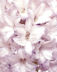 hyacinth
