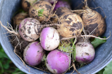 Turnip.