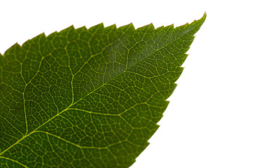 green leaf