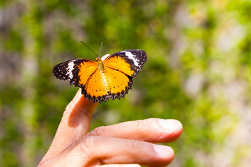 Plain tiger butterfly