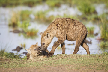Two Hyenas