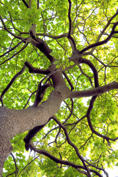 Branches and trunks of trees in spring.
