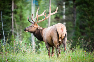 Rocky Mountain Elk - 50436047