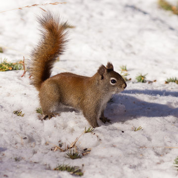 Alert cute American Red Squirrel in winter snow © PiLensPhoto