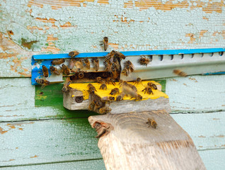 A close up of the bees on hive at hole