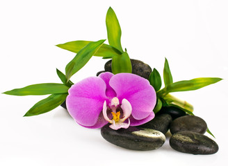 Orchid, stone and bamboo