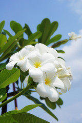 Obraz na płótnie Canvas white plumeria flower against blue sky