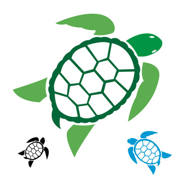 Vector image of an turtle on white background