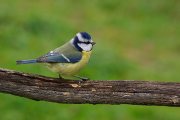Obraz premium Mésange bleue