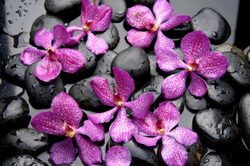 set of pink orchid with stone water drops