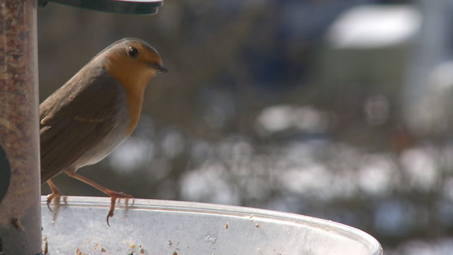 Rotkehlchen
