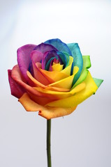 Close up of rainbow rose flower - 50440874