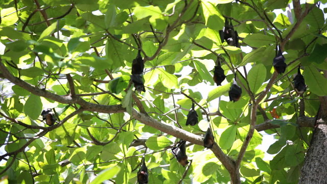 Relaxed flying foxes sleeping on the tree during day