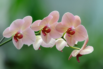 Fototapeta na wymiar Phalenopsis orchidea