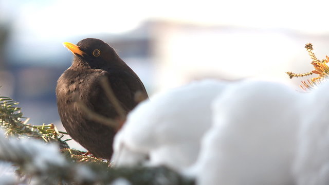 Amsel