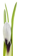 Crocus flower isolated on white with space for text
