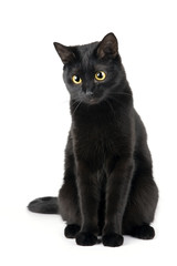Fototapeta Cute black cat isolated on white obraz