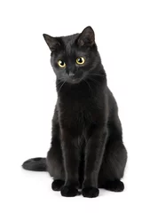 Foto op Plexiglas Schattige zwarte kat geïsoleerd op wit © Kate Garyuk