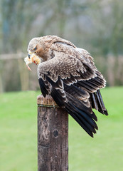 Close up of a Tawny Eagle Eating