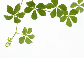 Obraz premium Parsenosassus sugarvine background