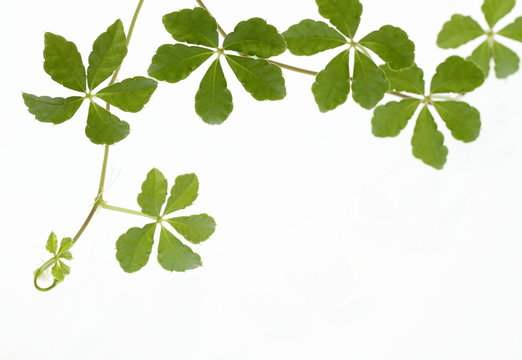 Sugarvine Images Browse 11 Stock Photos Vectors And Video Adobe Stock