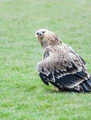 Close up of a Tawny Eagle on the ground