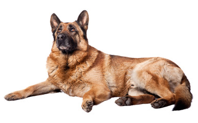 german shepherd