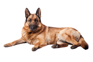 german shepherd