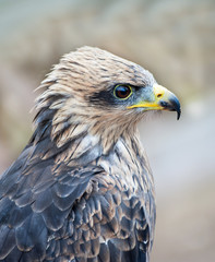 Close up of a Yellow Billed Kite