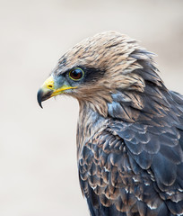 Close up of a Yellow Billed Kite
