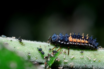 schaedlinge im garten