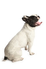 white bulldog sitting on the white floor