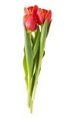 three beautiful tulips