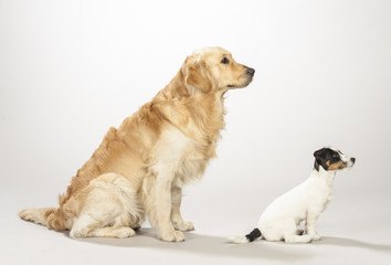 Golden retriever e Jack russell terrier cucciolo