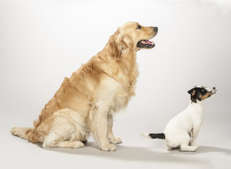 Golden retriever e Jack russell terrier cucciolo