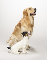 Golden retriever e Jack russell terrier